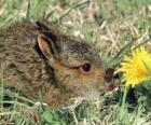 Tavşan bir çiçek ile